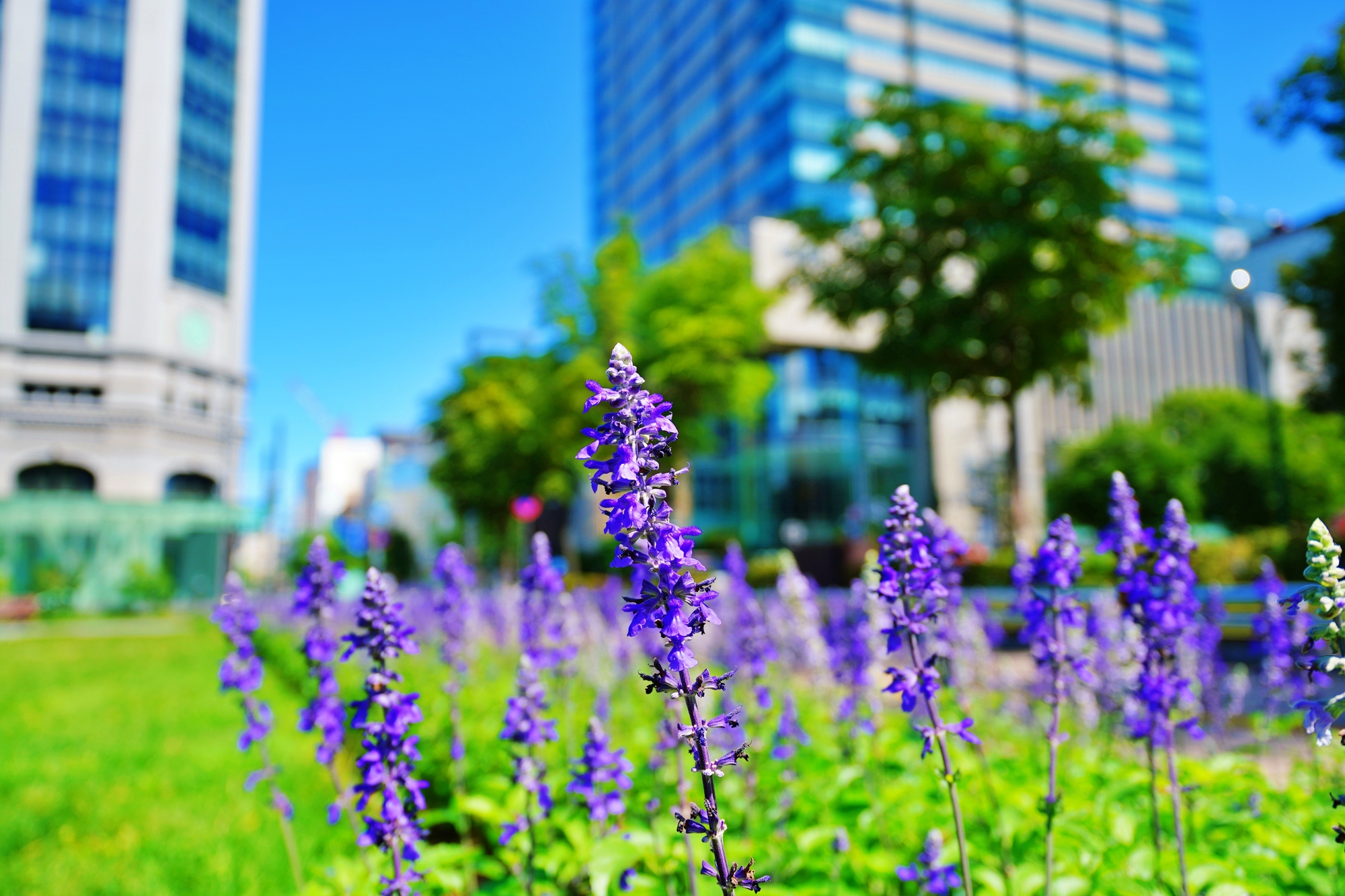 季節の花と札幌の街並み